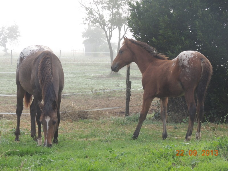 Mes chevaux, un mélange d'un peu tout le monde! - Page 8 Choomy23