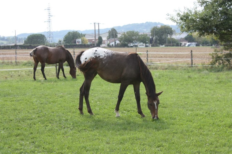 Mes chevaux, un mélange d'un peu tout le monde! - Page 8 Uppy_e12