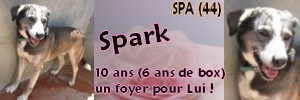 SPARK X husky (m) né 01/04/2000 /7 ans de box  REF:44 DECEDE Spark_14