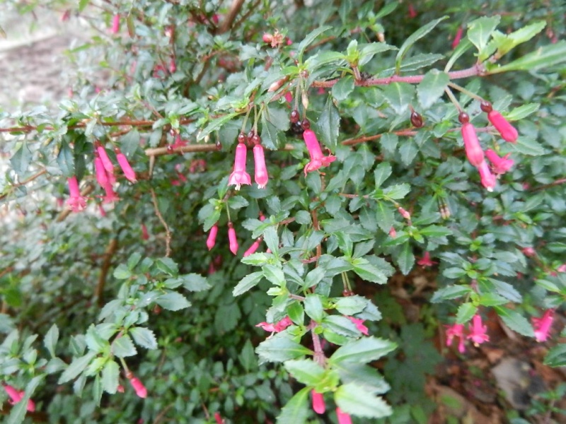 plantes à longue floraison Fuchsi10