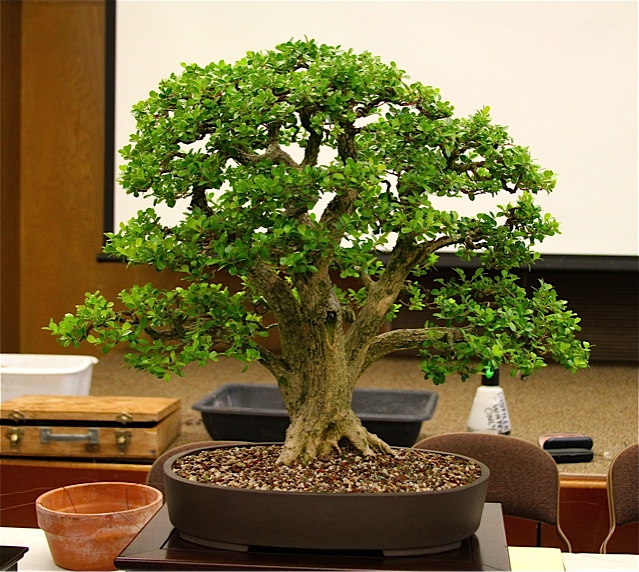 Live oak style bonsai trees Boxwoo10