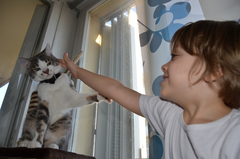 Calypso un chaton calin et très joueur ! Dsc_3718