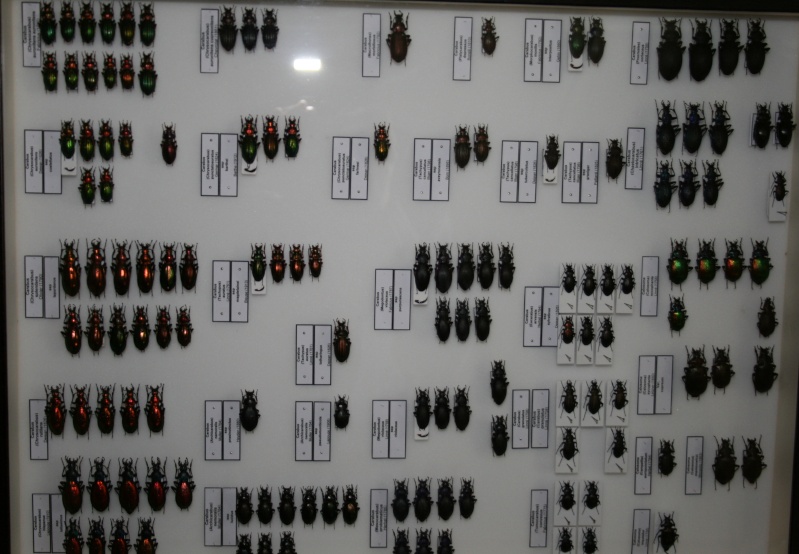 Présentation des collections Entomologiques - Page 5 01310