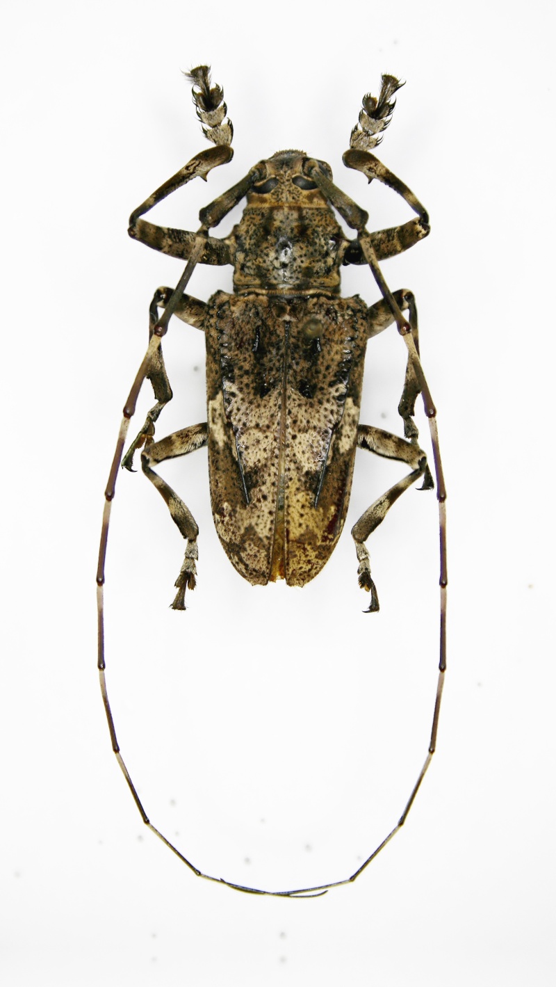 Cerambycidae de Centrafrique . Ceramb10