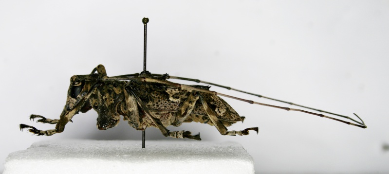 Cerambycidae de Centrafrique . Ceramb11
