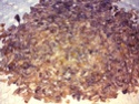 Homemade Crystal Malt (CaraPils) 2011-013