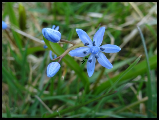 Scilla Bifolia Dsc08311