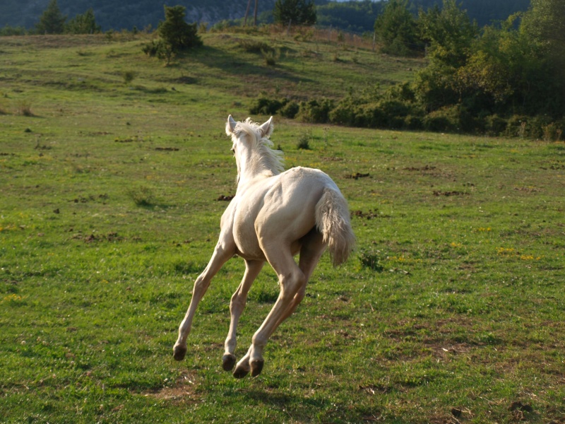 Pouliche Palomino DSA 75% : à vendre au sevrage (VENDUE) 14081312