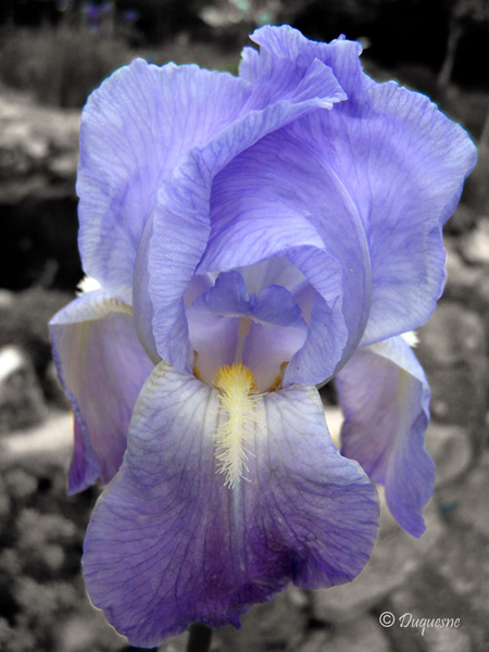 Iris rouge Iris_b10