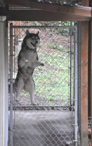 Husky climbing fence cheap
