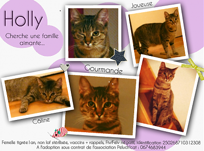 Holly  adorable petite tigrée d'un an recherche SA famille d'adoption  Paris RP association Peluch'cat  Holly210