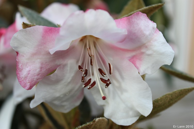 Rhododendron Img_1014