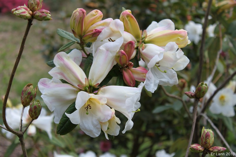 Rhododendron Img_1115