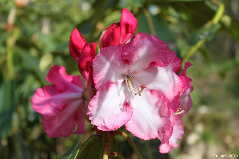 Rhododendron Img_1116