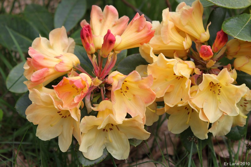 Rhododendron Img_1117