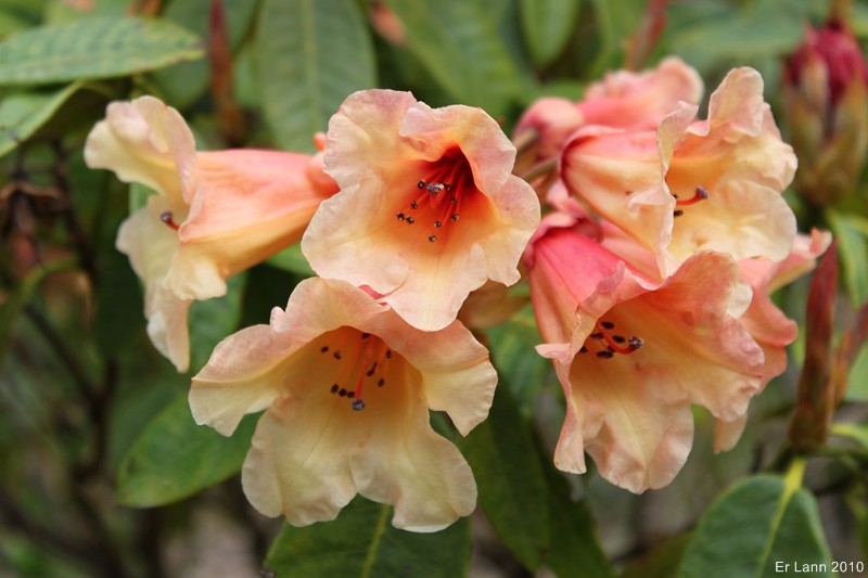 Rhododendron Img_1118