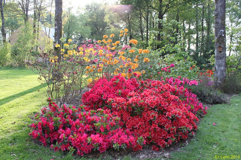 Rhododendron Img_1311