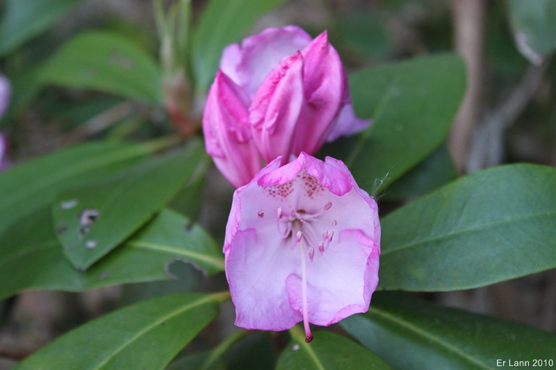 Rhododendrons  Img_1511