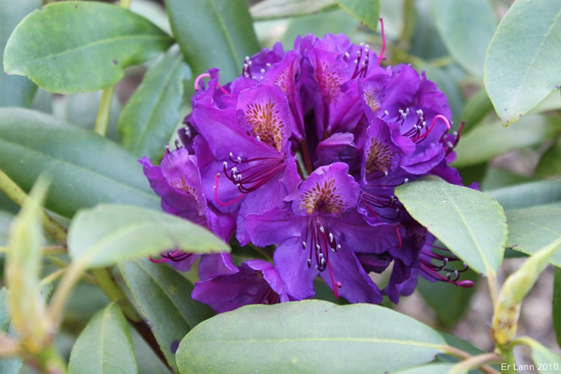 Rhododendron Img_1618