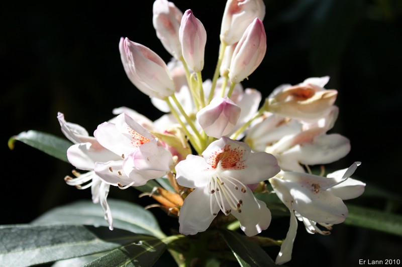 Rhododendron Img_1620