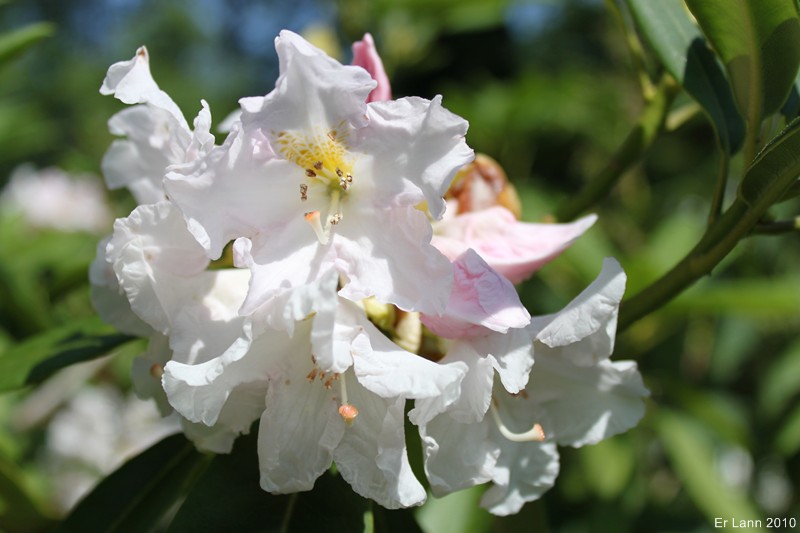 Rhododendron Img_1711