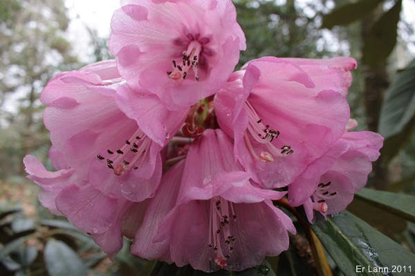 Rhododendrons  Img_3111