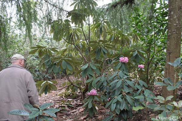 Rhododendrons Img_3113