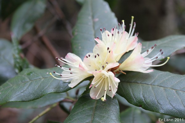Rhododendrons  Img_3115