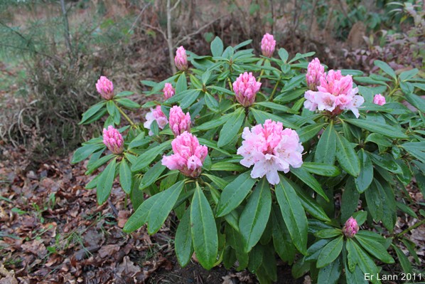 Rhododendron ponticum Img_3123