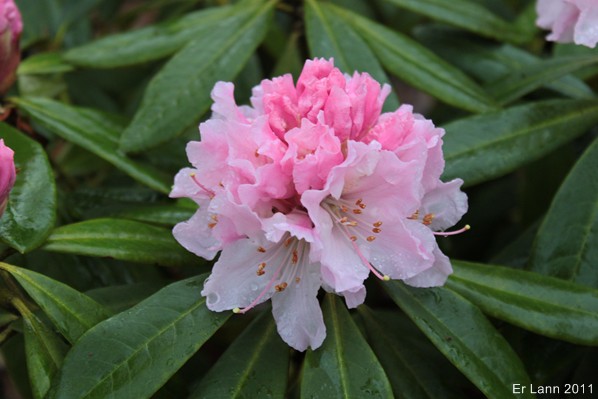 Rhododendron ponticum Img_3124