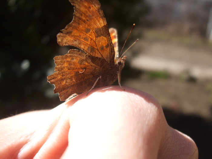 papillons 12229411