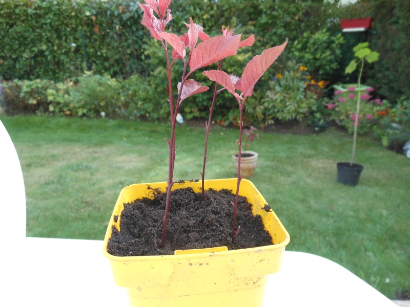 Boutures de Prunus Boutur10