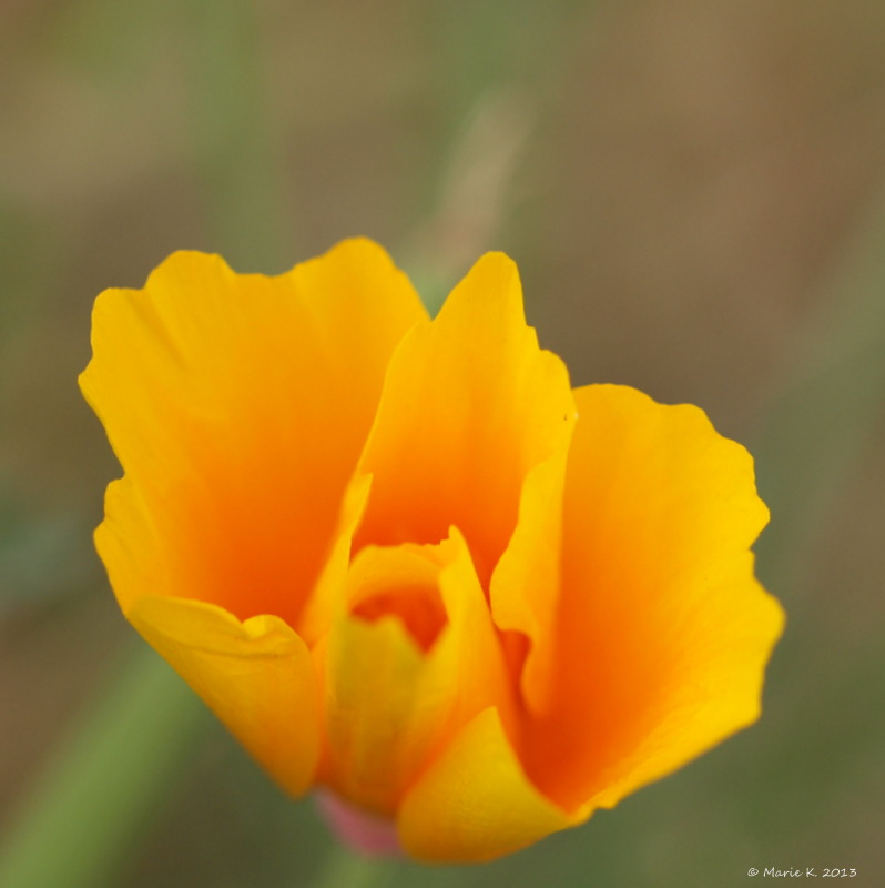 Pavôt de Californie..   petite jaune au coeur orange  + une P7170511