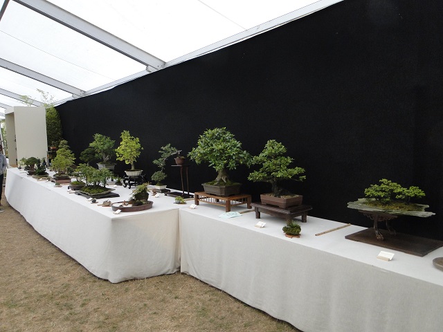 Nature en fête a Dinard 14 et 15 septembre  04210