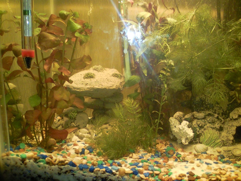 my 10G ( 55G pics to come) 10g_110