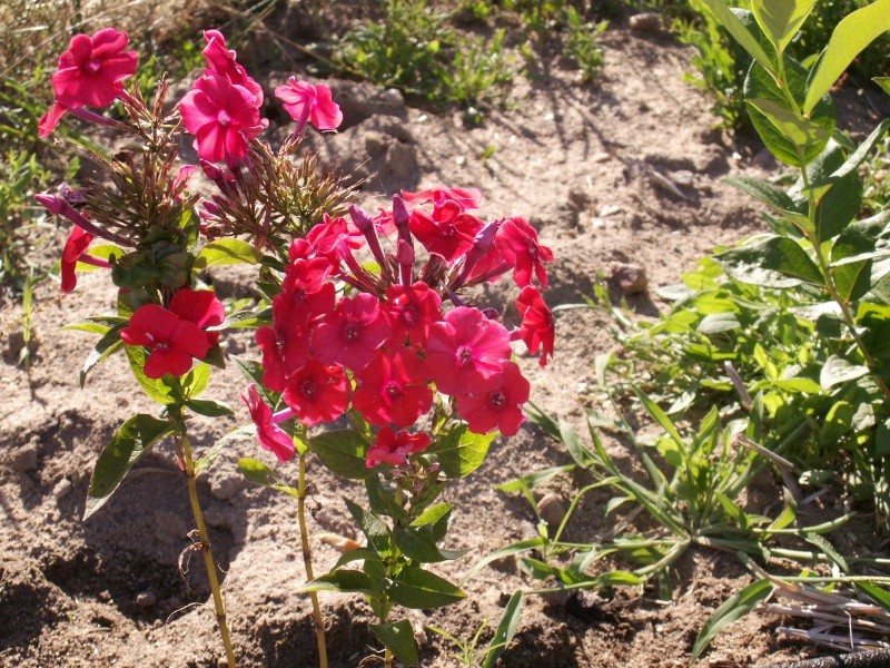 Résultats de nos échanges sur Jardin Passion  - Page 2 Pict1716