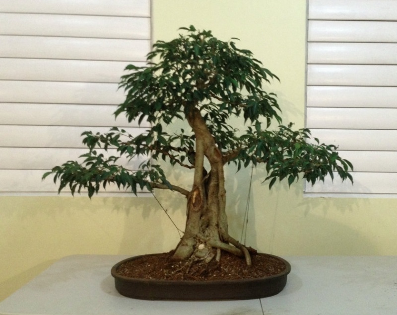 Ficus philippinenes? Nuda12