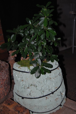 Root over rock/Clinging to rock- watering and inspection of planting made easy. Ficus11