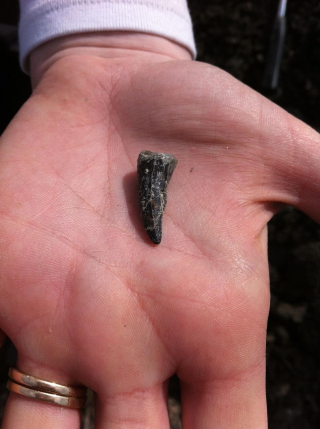 Kings Dyke fossil hunt (Re-arranged from March) finds and pictures 90616410
