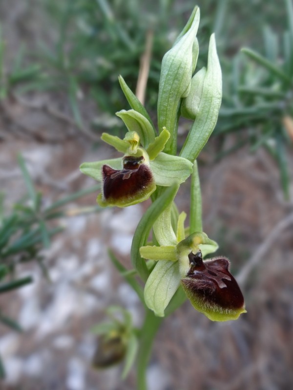 Ophrys aranifera massiliensis ( Ophrys de Marseille ) 2013-180