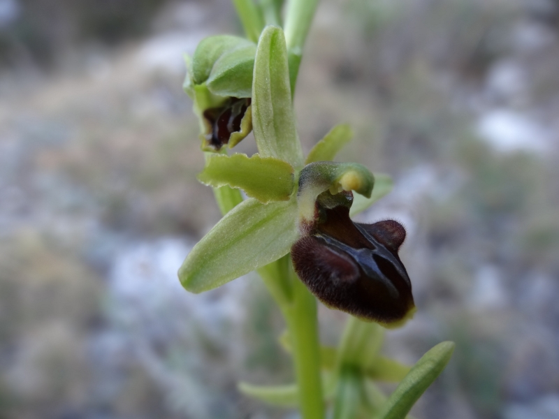 Ophrys aranifera massiliensis ( Ophrys de Marseille ) 2013-183
