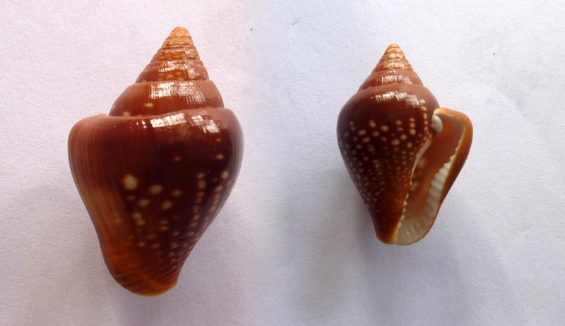 Columbella strombiformis Lamarck, 1822 Columb10