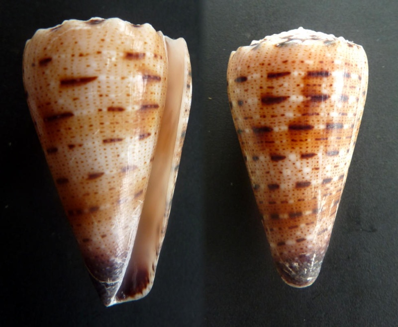 Conus (Stephanoconus) pseudimperialis  Moolenbeek Zandbergen Bouchet, 2008 - Page 2 Conus_14