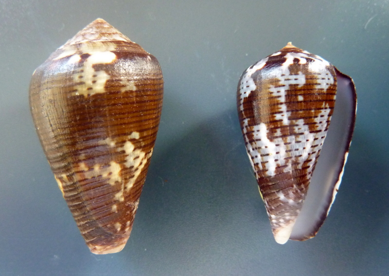 Conus (Pionoconus) catus fuscoolivaceus  Dautzenberg, 1937 P1110518