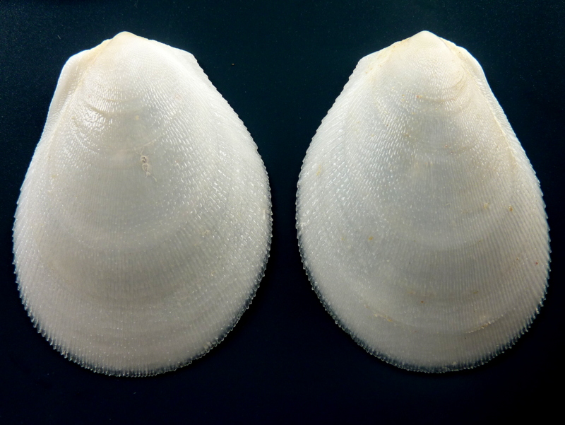 Ctenoides scaber (Born, 1778) P1110715