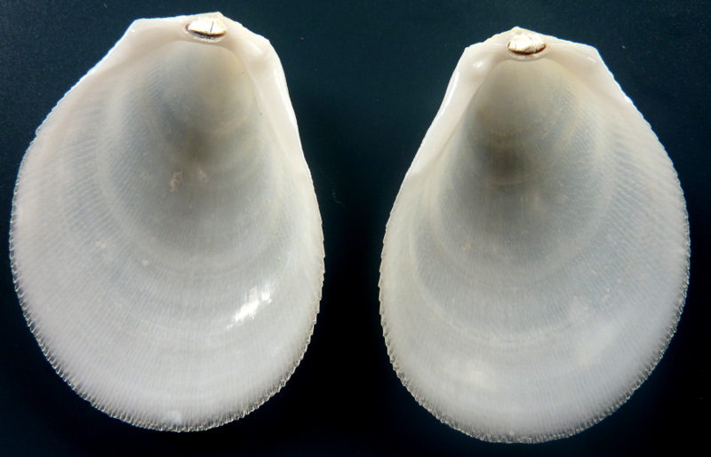 Ctenoides scaber (Born, 1778) P1110716