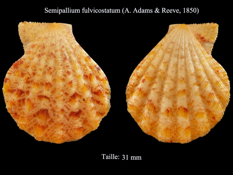 Semipallium fulvicostatum (A. Adams & Reeve, 1850)  Semipa10