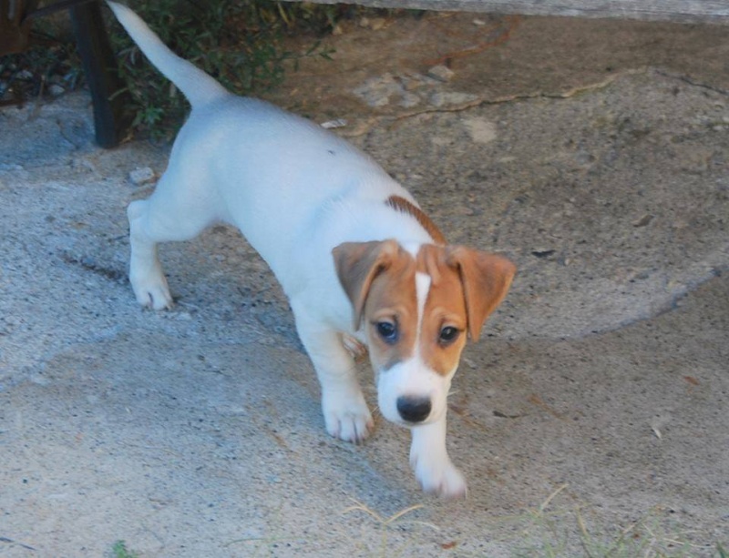 Cerco Cucciolo maschio pelo corto a Bologna  Cuccio10