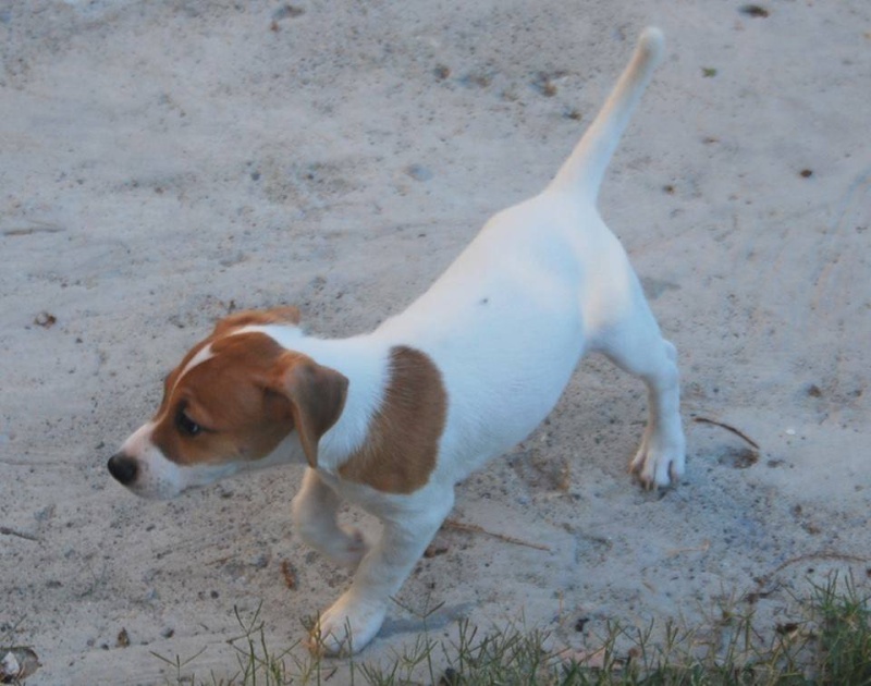 Cerco Cucciolo maschio pelo corto a Bologna  Cuccio11