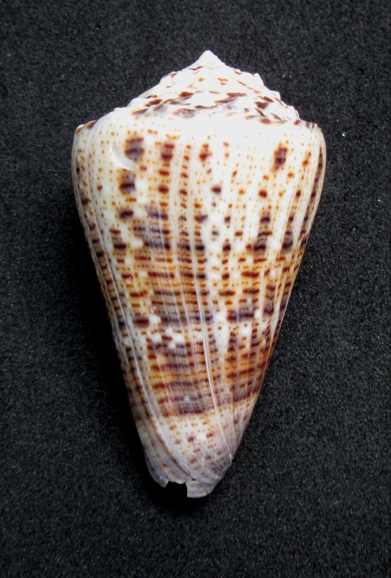 Conus (Stephanoconus) pseudimperialis  Moolenbeek Zandbergen Bouchet, 2008 110